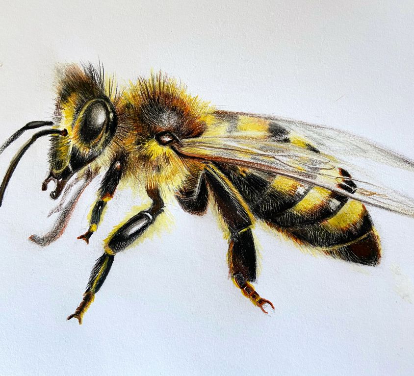 Bee