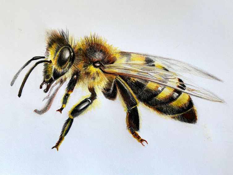 Bee