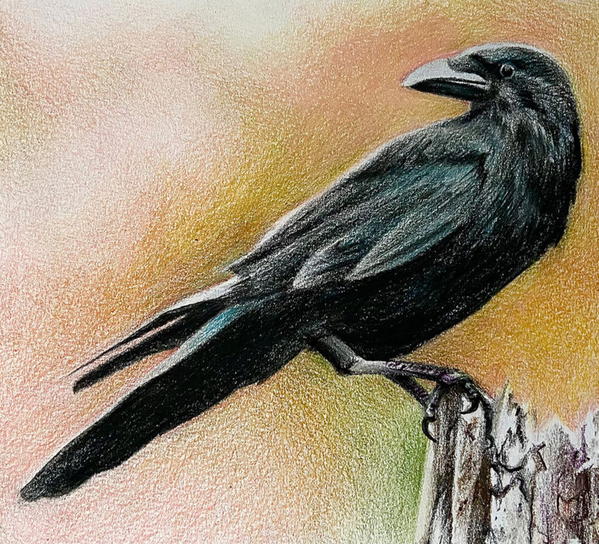 Crow